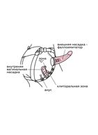 Женский пояс-трусики c 2 насадками и вагинальной пробкой